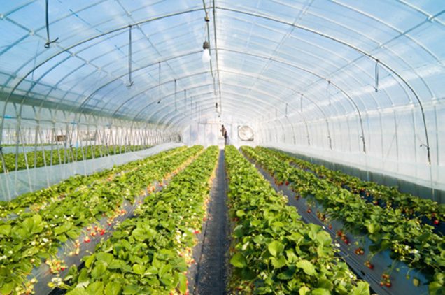 The concept of trapping heat inside a glass jar is used on a larger scale for growing plants. In places with cold climates, plants are grown inside a large glass structure that traps the heat from the sun, making it relatively warmer inside and suitable for certain plants to grow.