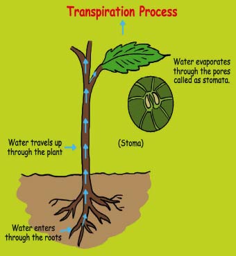 Transpiration