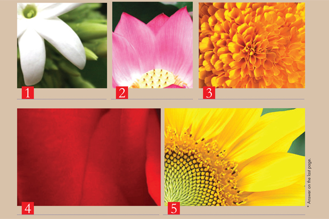 Guess the Flowers
