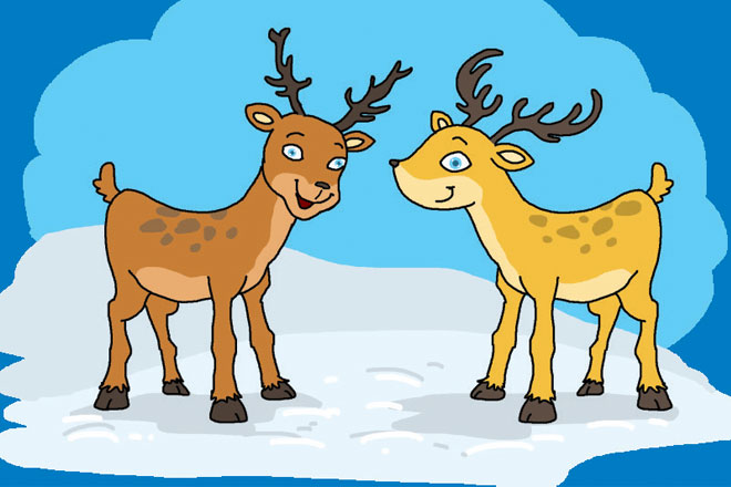 Reindeer