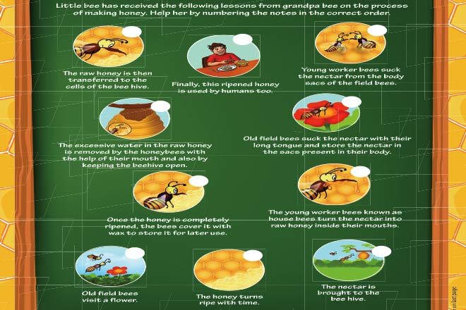 How Bees Prepare Honey?