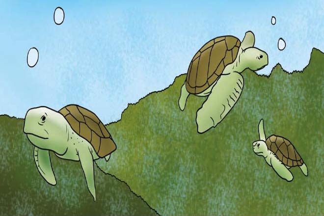 Dadaji And Sea-Turtles