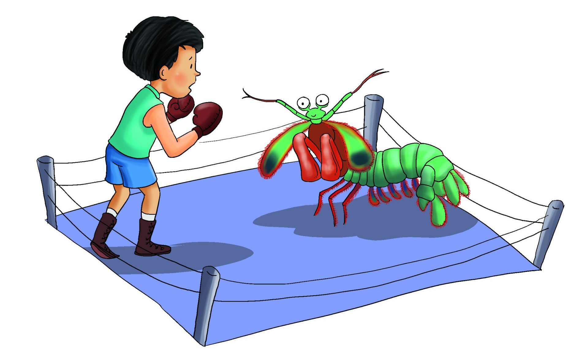 How hard does a mantis shrimp punch?