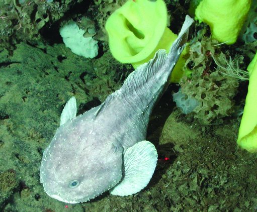 Blobfish under 2,000 to 4,000 feet of water look ordinary but if