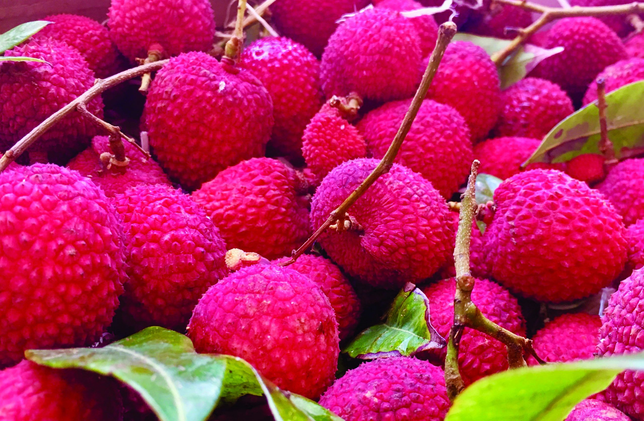 A Fruit Hunt!